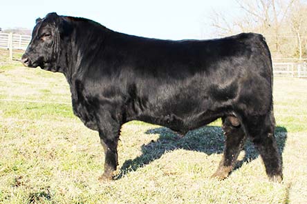 f bull bull Grassy Valley Angus